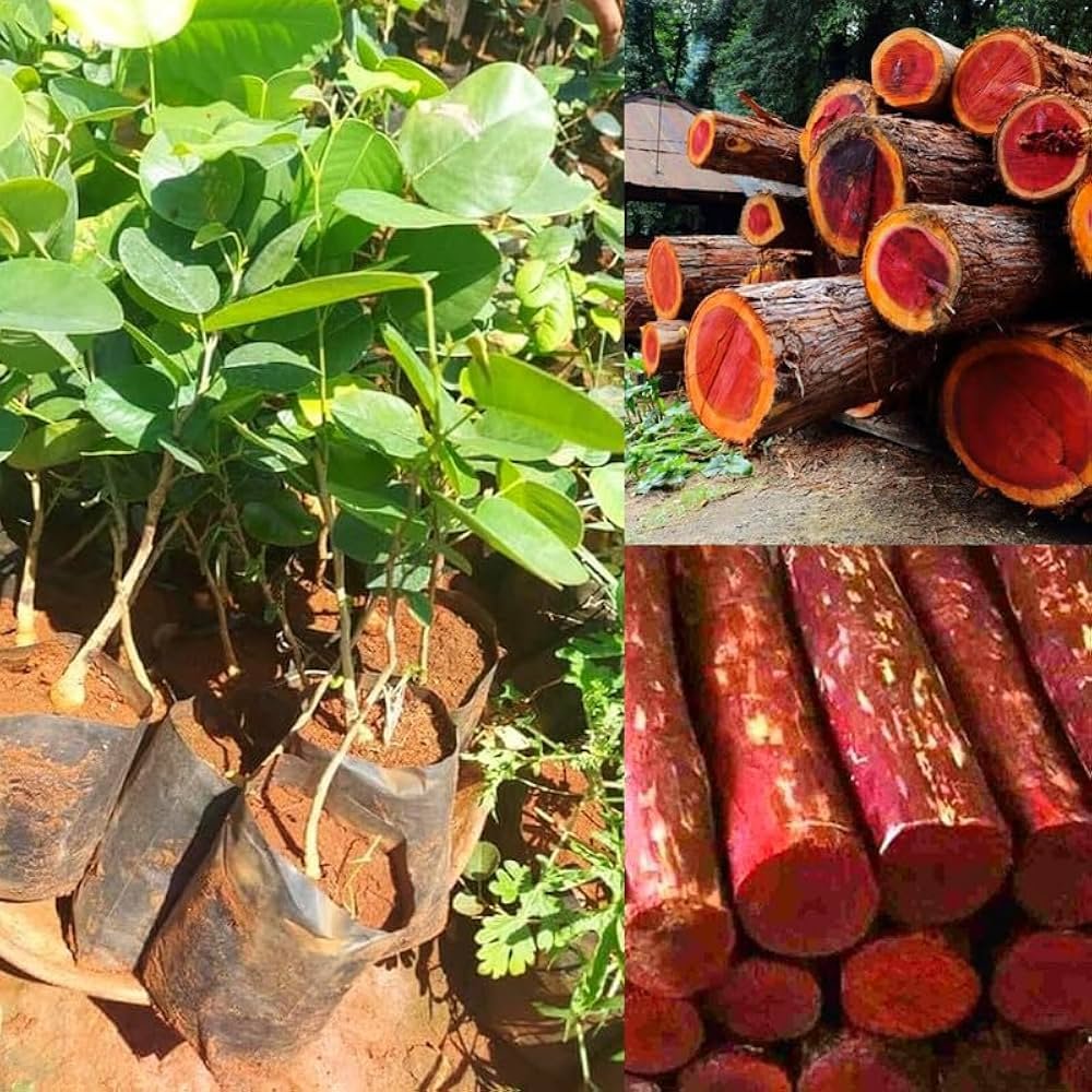 Sandalwood wood blocks - precious timber